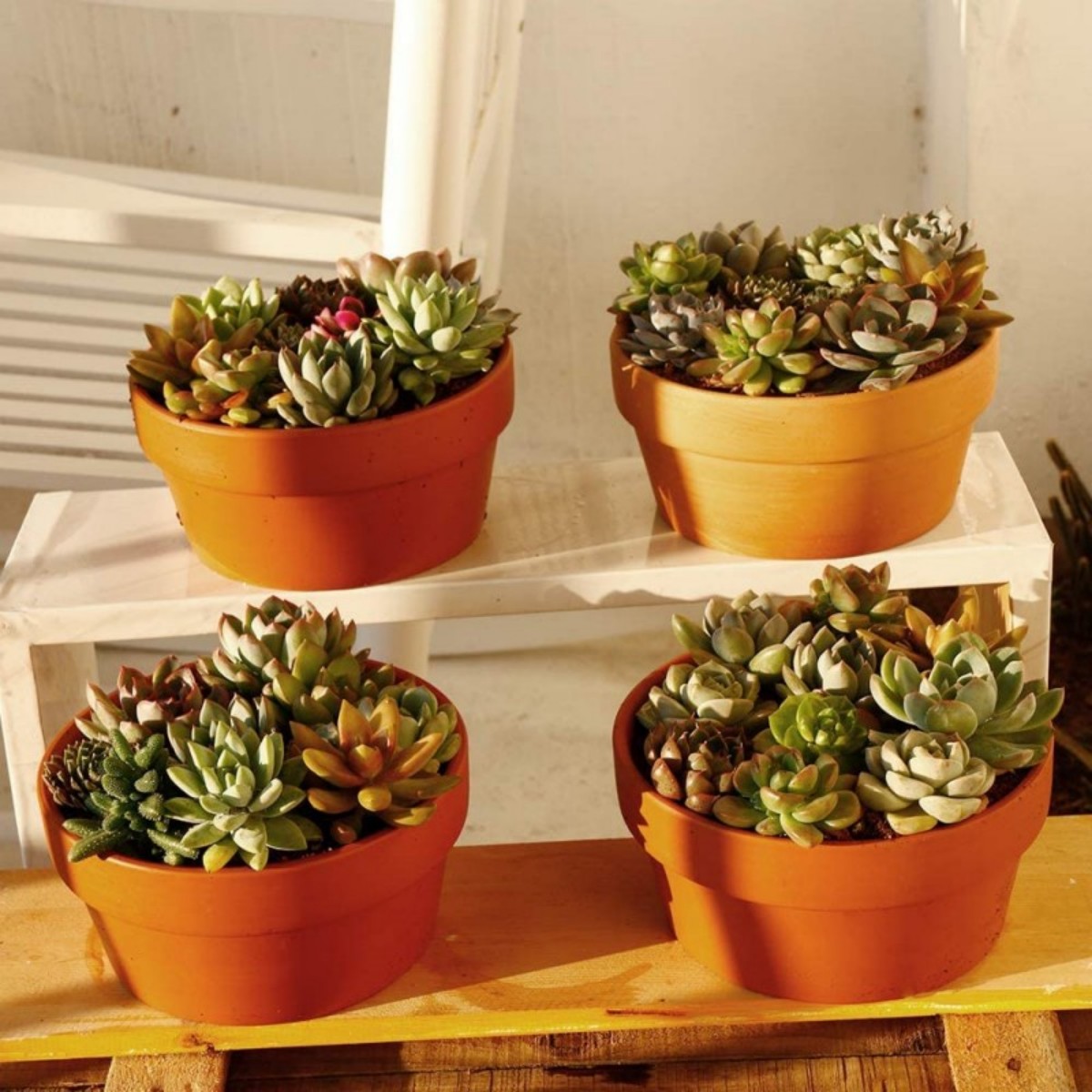 6 PCS Terracotta Buld Pots 3.5 – Cactus Mix Pot Bewertung und Preis