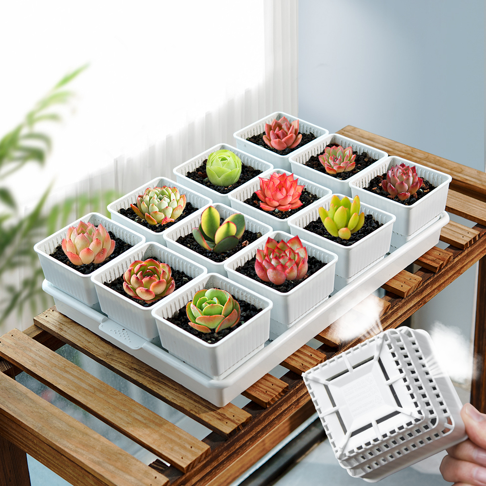 Meshpot Succulent Pot Plastic  – Cactus Mix Pot Bewertung und Preis