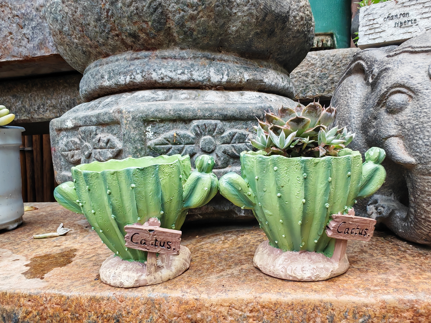 Cactus Flower Planter Pot Cute – Cactus Mix Pot Bewertung und Preis