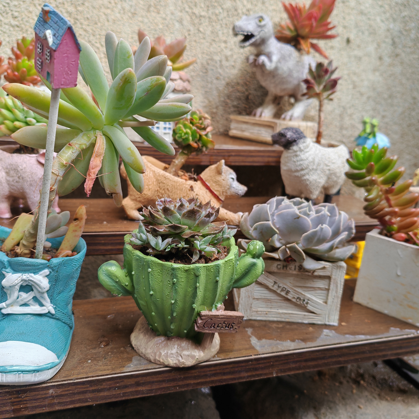 Cactus Flower Planter Pot Cute – Cactus Mix Pot Bewertung und Preis