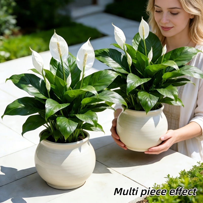 2 Pieces = 6 Flowers, Vase Not – Peace Lily White Bewertung und Preis