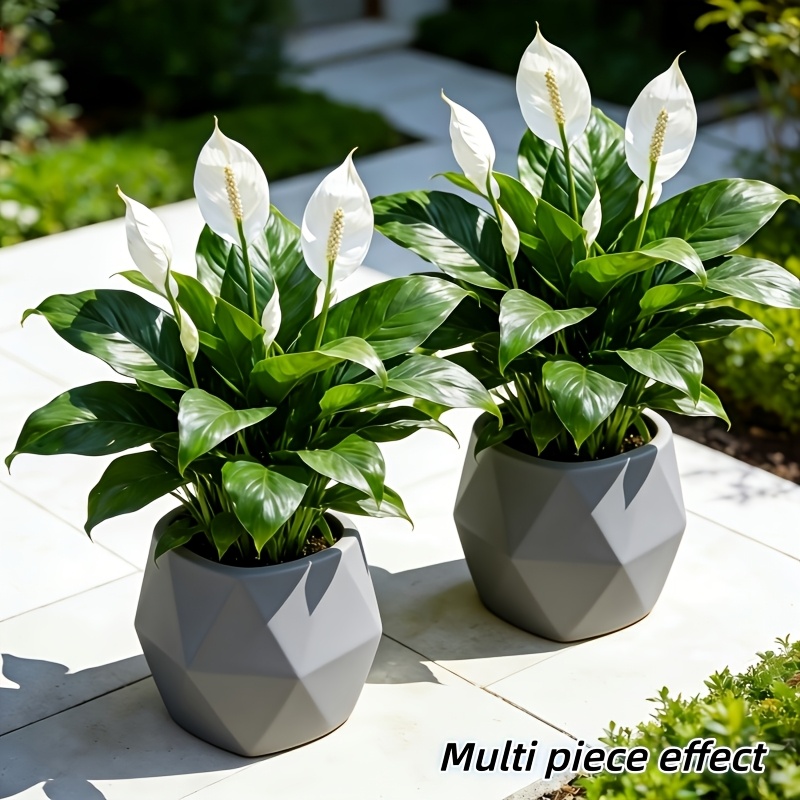 2 Pieces = 6 Flowers, Vase Not – Peace Lily White Bewertung und Preis