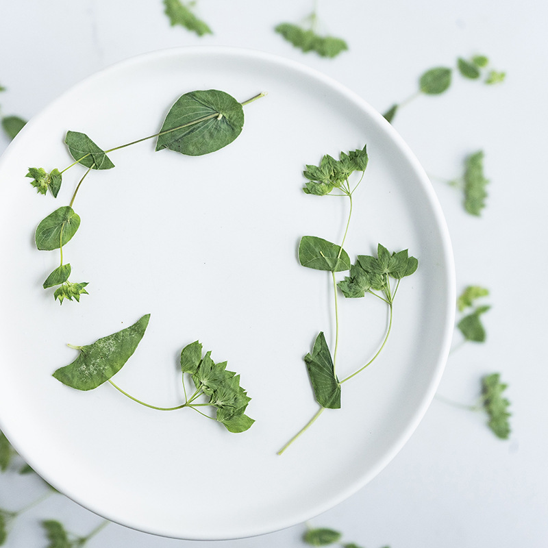 60Pcs Rabbit Ear Grass with Br – Plant Parent Sticker Bewertung und Preis