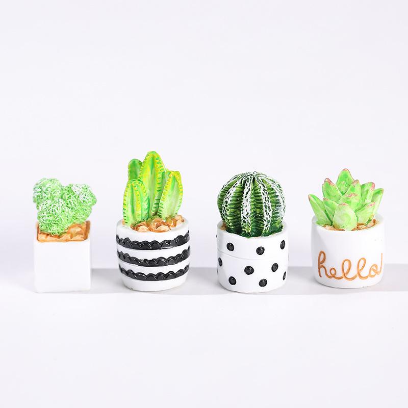 4-Piece Set of Cactus Succulen – Cactus Mix Pot Bewertung und Preis